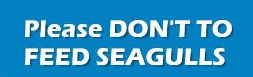 Reasons not to feed seagulls