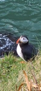 Puffins - Bullers of Buchan-Pics. Dan Ward