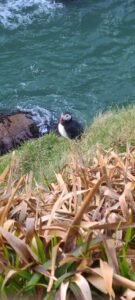 Puffins - Bullers of Buchan-min