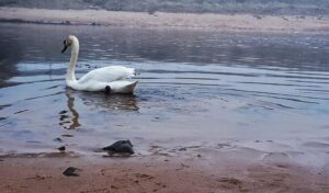 Ugie River Swan Peterhead