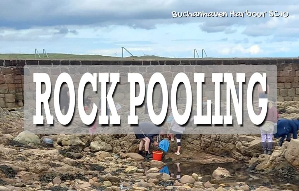 rock pooling