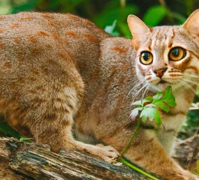 Smallest cat in the world Nr1