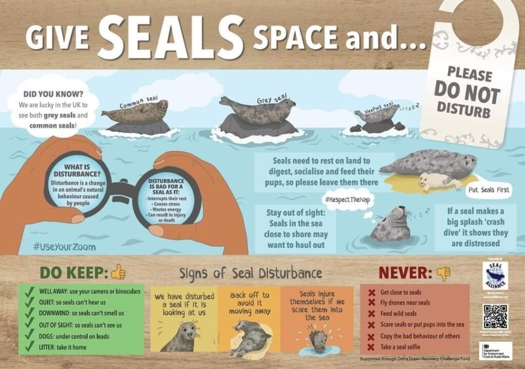 Grey Seals - Some Facts You Need to Know