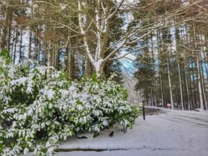 Aden Country Park