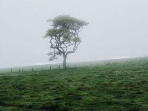 Fog near Peterhead