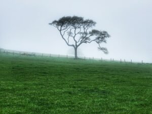 Fog near Peterhead