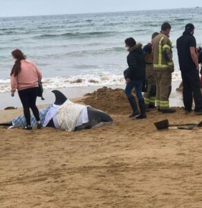 The rescue process of two dolphins up onto beach