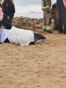 The rescue process of two dolphins up onto beach