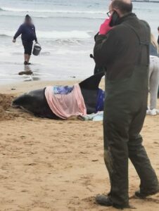 The rescue process of two dolphins up onto beach