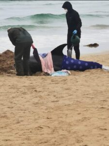 The rescue process of two dolphins up onto beach