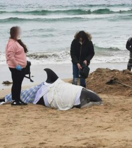 The rescue process of two dolphins up onto beach