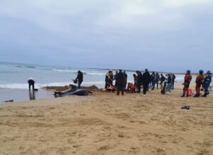 The rescue process of two dolphins up onto beach