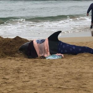 The rescue process of two dolphins up onto beach