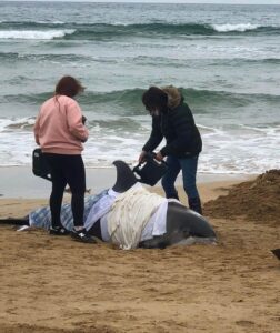 The rescue process of two dolphins up onto beach