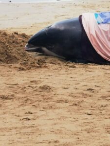 The rescue process of two dolphins up onto beach