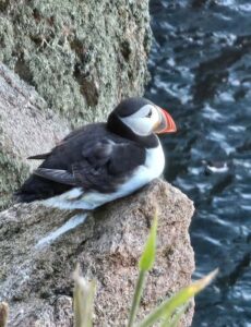 Amazing Puffins near Peterhead