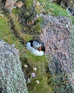 Amazing Puffins near Peterhead