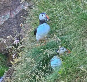 Amazing Puffins near Peterhead