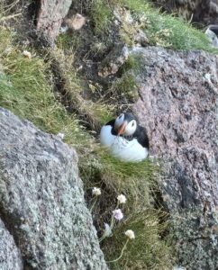 Puffins near Peterhead