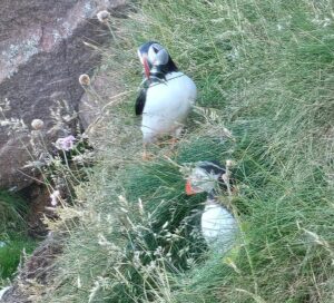 Amazing Puffins near Peterhead