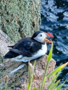 Amazing Puffins near Peterhead