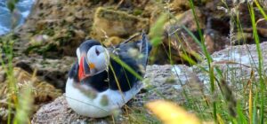 Amazing Puffins near Peterhead