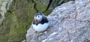 Amazing Puffins near Peterhead