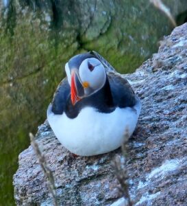 Amazing Puffins near Peterhead