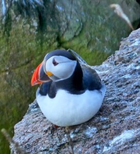 Amazing Puffins near Peterhead