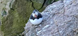 Amazing Puffins near Peterhead