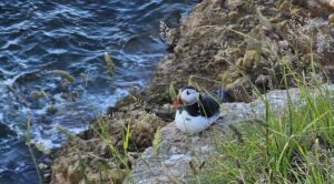 Amazing Puffins near Peterhead