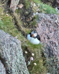 Amazing Puffins near Peterhead