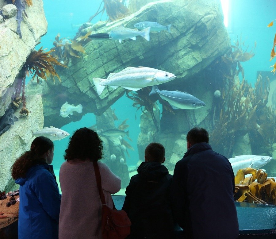 Macduff Marine Aquarium central tank