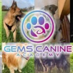 Dog Trainer | Gems Canine Academy 