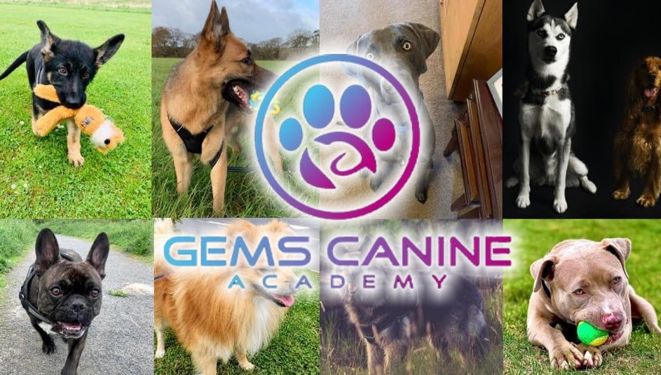 Dog Trainer | Gems Canine Academy 