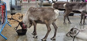 Cairngorm Reindeer in Peterhead