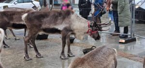 Cairngorm Reindeer in Peterhead