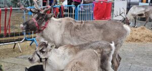 Cairngorm Reindeer in Peterhead