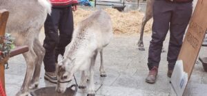 Cairngorm Reindeer in Peterhead