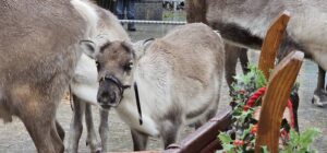 Cairngorm Reindeer in Peterhead