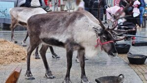 Cairngorm Reindeer in Peterhead