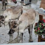 Cairngorm Reindeer in Peterhead