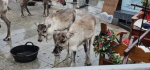 Cairngorm Reindeer in Peterhead