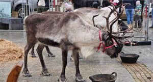 Cairngorm Reindeer in Peterhead