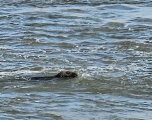 Newburgh Seal Beach