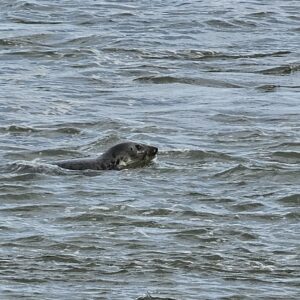 Newburgh Seal Beach