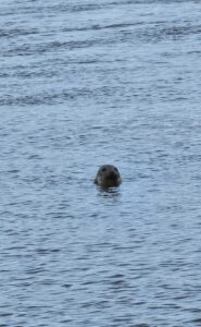 Newburgh Seal Beach