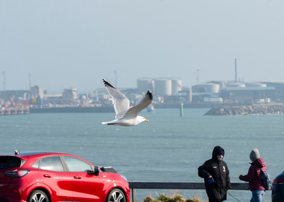 Take action before gull nesting season begins