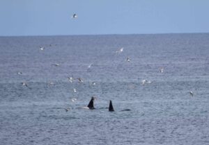 Orcas Killer Whales Aberdeenshire North East Scotland