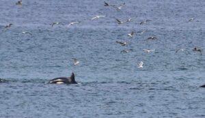 Orcas Killer Whales Aberdeenshire North East Scotland